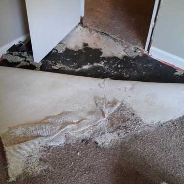 dog-and-cat-carpet-damage-repair-cincinnati-ohio-northern-kentucky